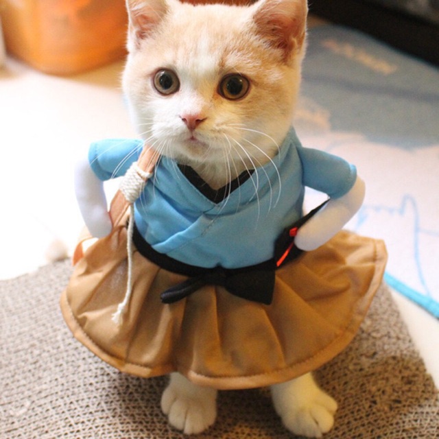 samurai cat costume