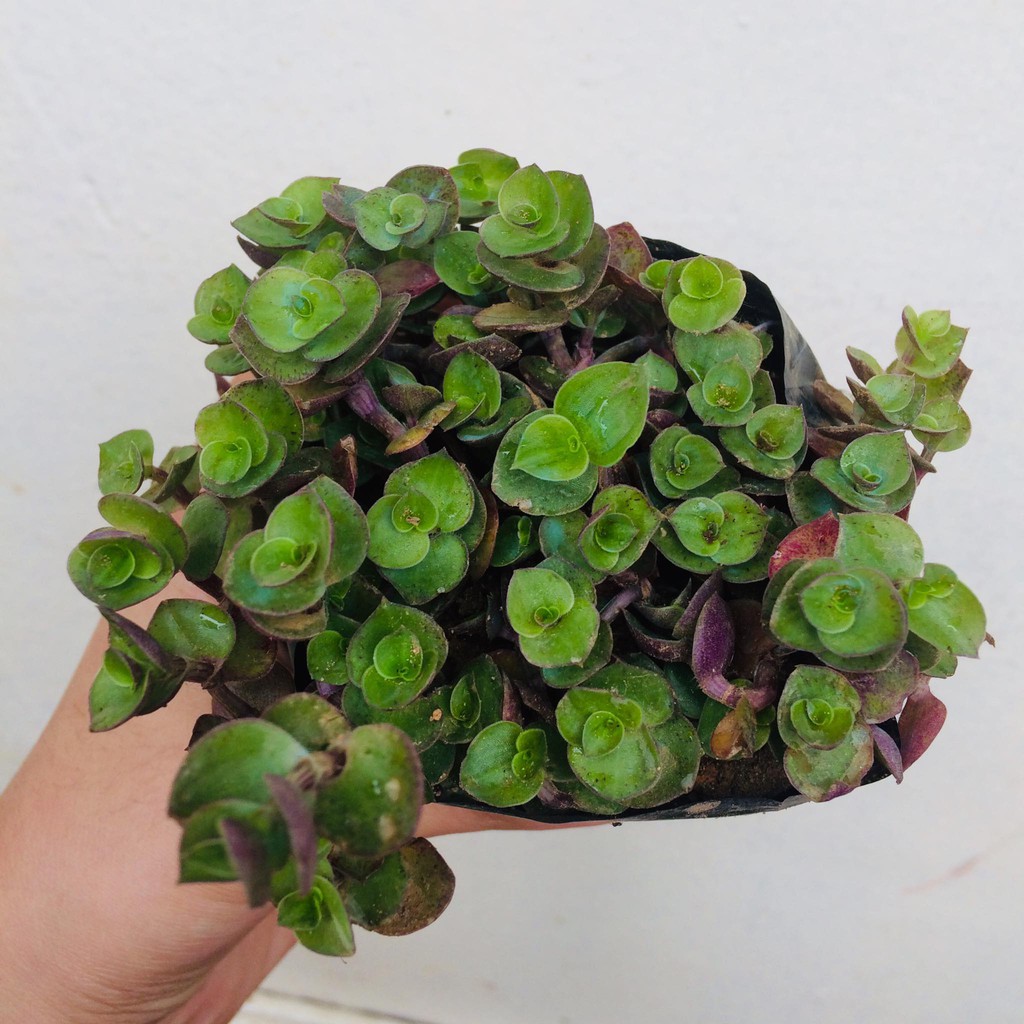 TURTLE VINE SUCCULENT | Shopee Philippines