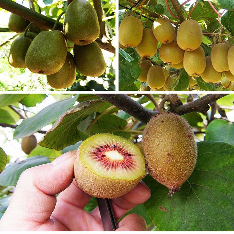 [Fast Grow] Ready Stock In Philippines 300Pcs KIWI Seeds Actinidia Vine Seeds Nutritious Delicious F