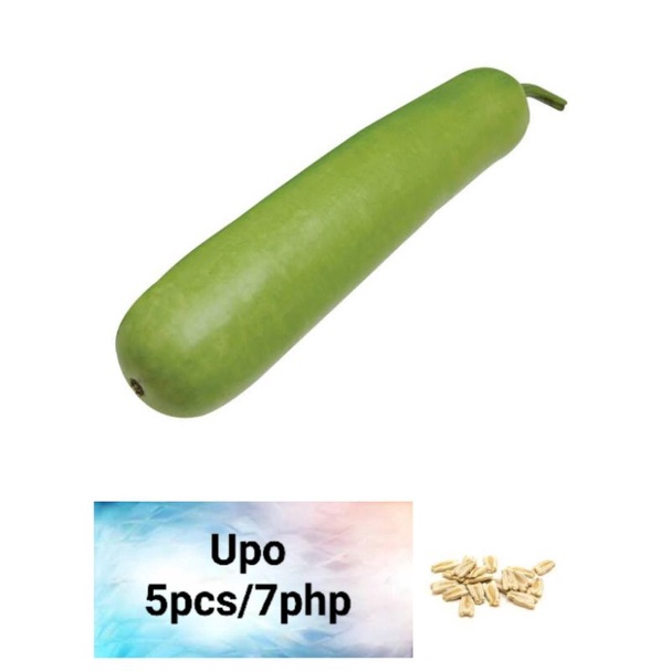 Upo/Bottle Gourd Seeds (5pcs) Shopee Philippines