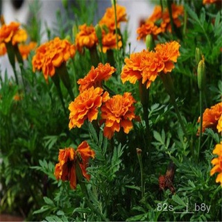 flower seeds Philippines Ready Stock Hibiscus Flower Seeds 100Pcsbag Yellow Orange Color Marigold Se #9
