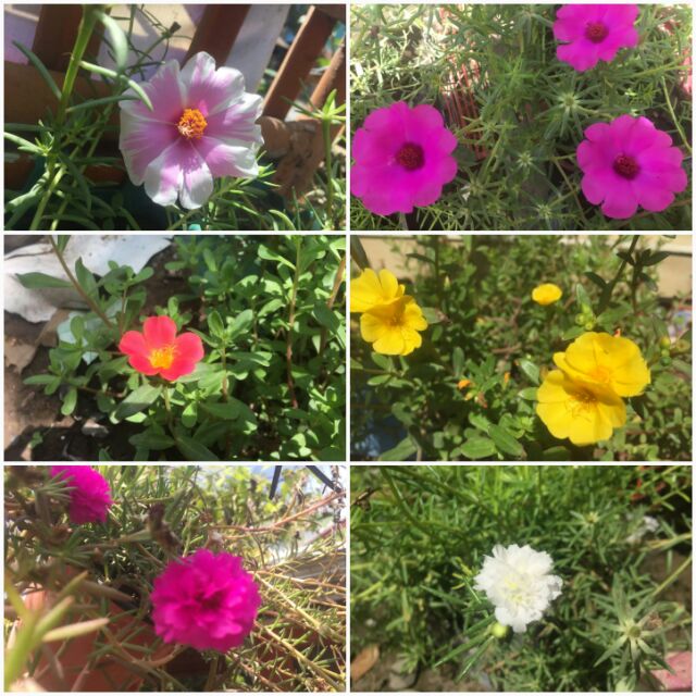 Portulaca Grandiflora Vietnam Rose Shopee Philippines