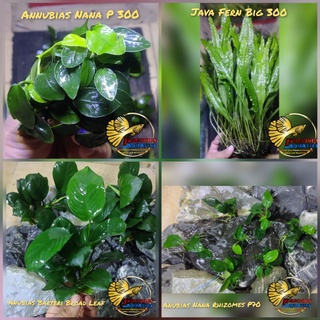 Anubias And Ferns(very Affordable)(DM first Before Order)