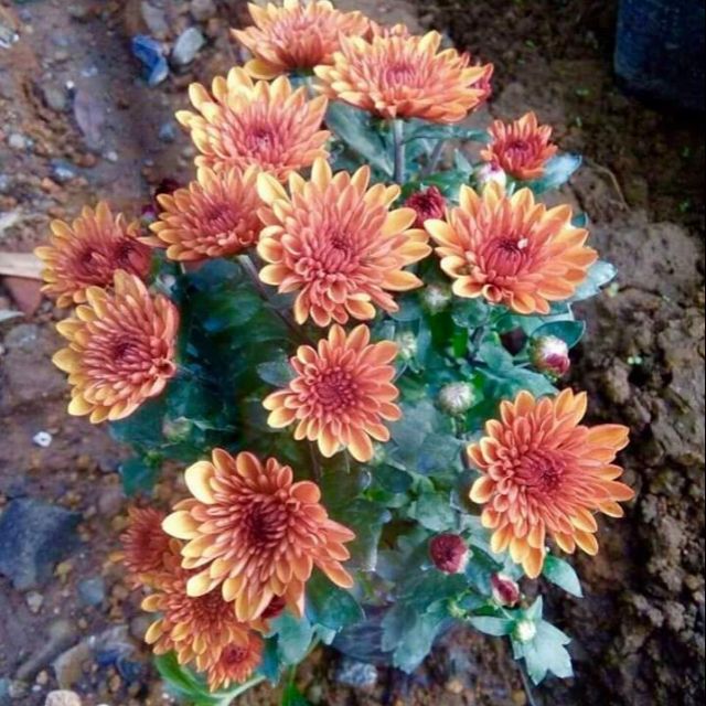Malaysian Mums Flower Best Flower Site