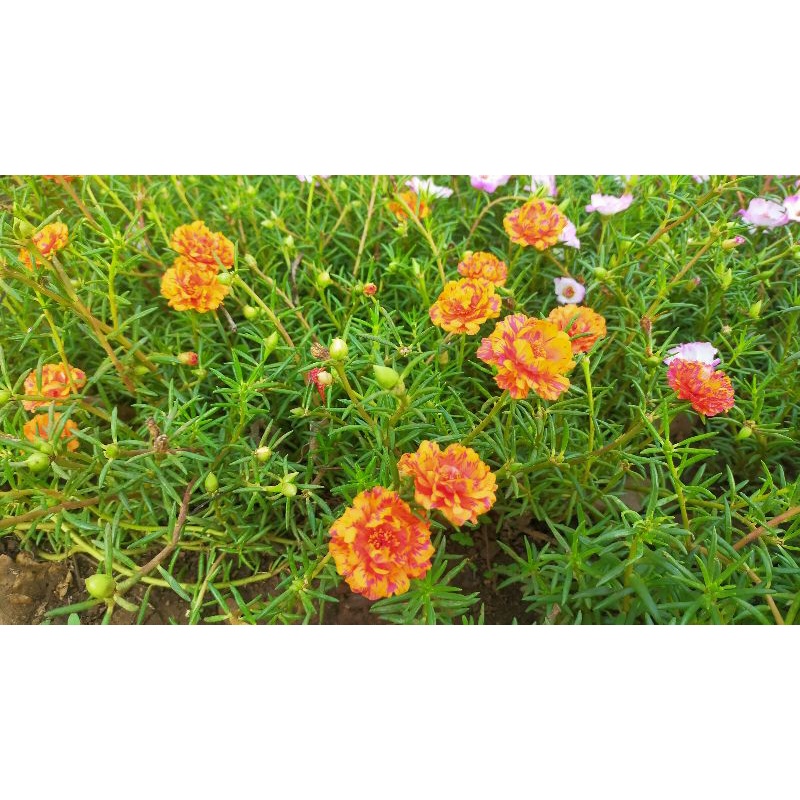 Alas Diyes Vietnam Rose Portulaca Shopee Philippines