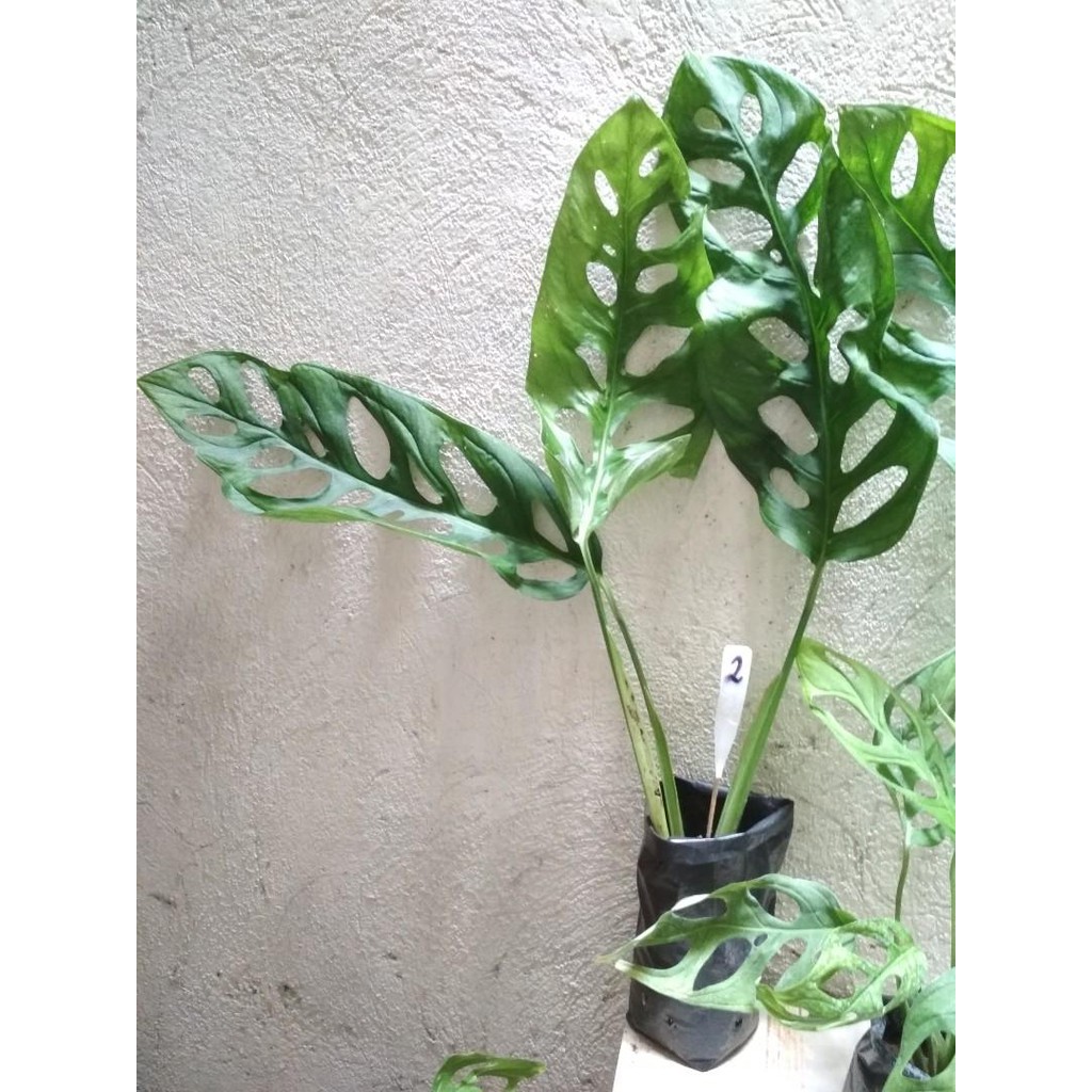 Monstera Adansonii Swiss Cheese Plant Shopee Philippines