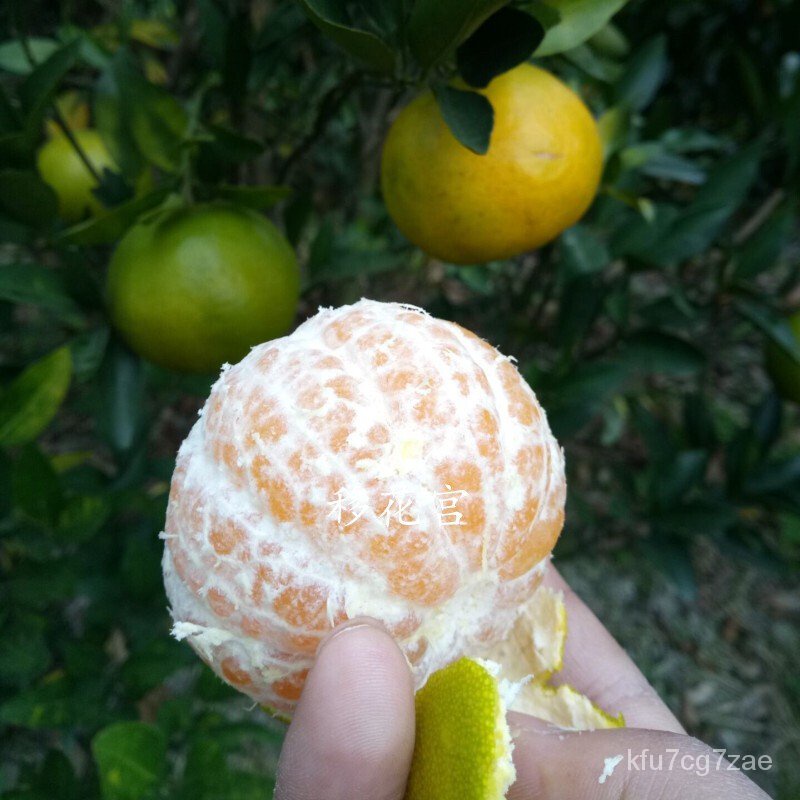 Emperor Orange Sapling Tribute Orange Fruit Sapling Grafting South