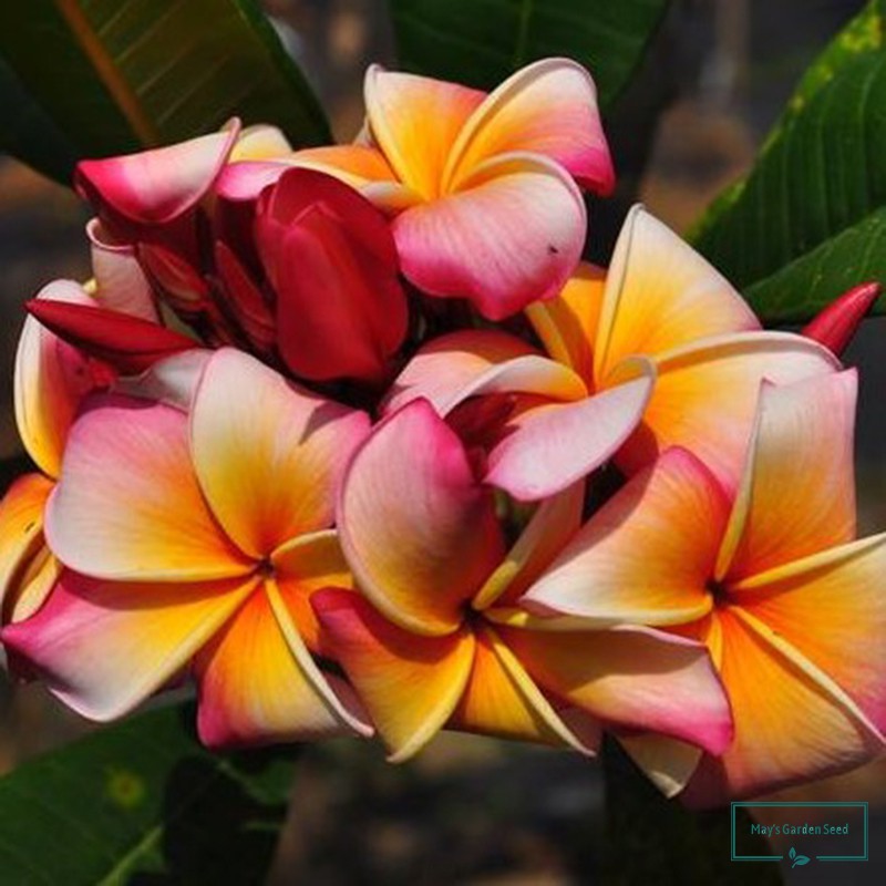 Orange Color with Pink Side Color Flower Kalachuchi Seeds, Plumeria ...