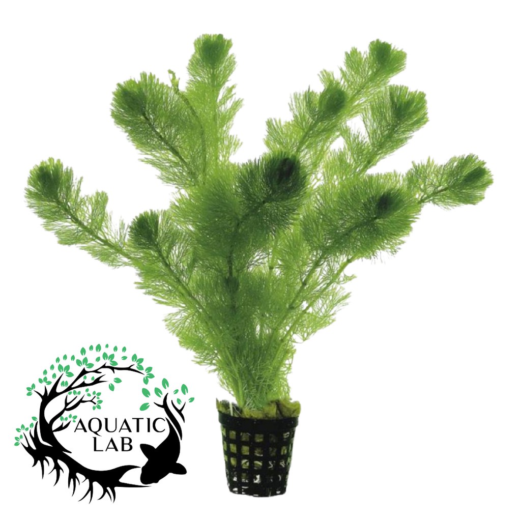 Green Cabomba 5 Stems Aquatic Plants Aquarium #1