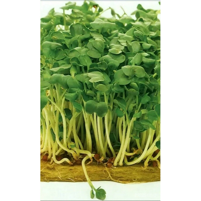 High quality seeds Microgreen Seeds Organic Red Mustard Seeds 2ml