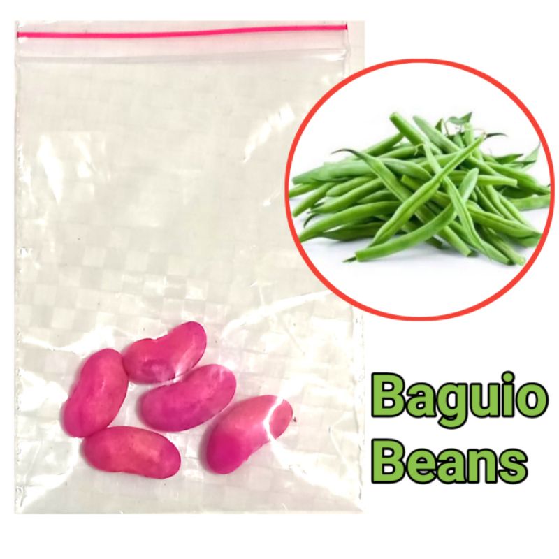 Baguio Beans Seeds 5pcs. Shopee Philippines