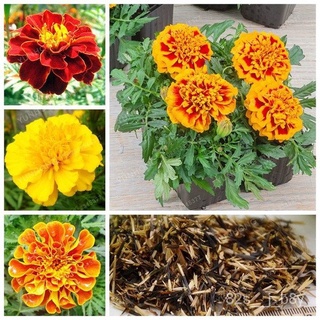 flower seeds Philippines Ready Stock Hibiscus Flower Seeds 100Pcsbag Yellow Orange Color Marigold Se #1