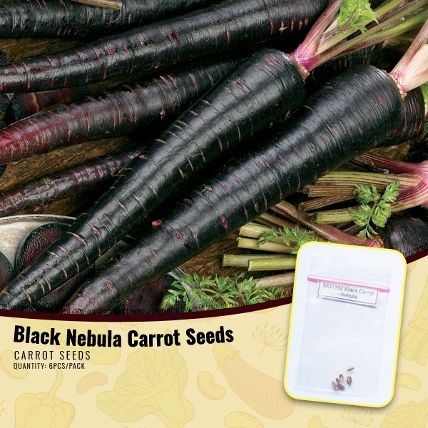 Black Carrot Seeds Nebula Carrot Seeds Shopee Philippines