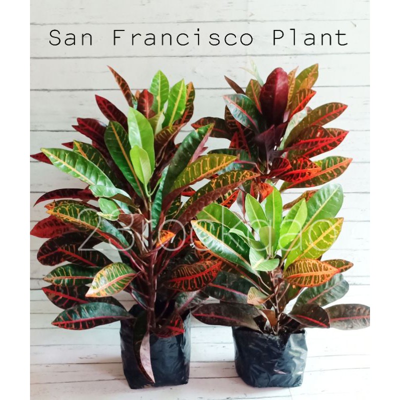 San Francisco/ Croton Plant (Live Plant) | Shopee