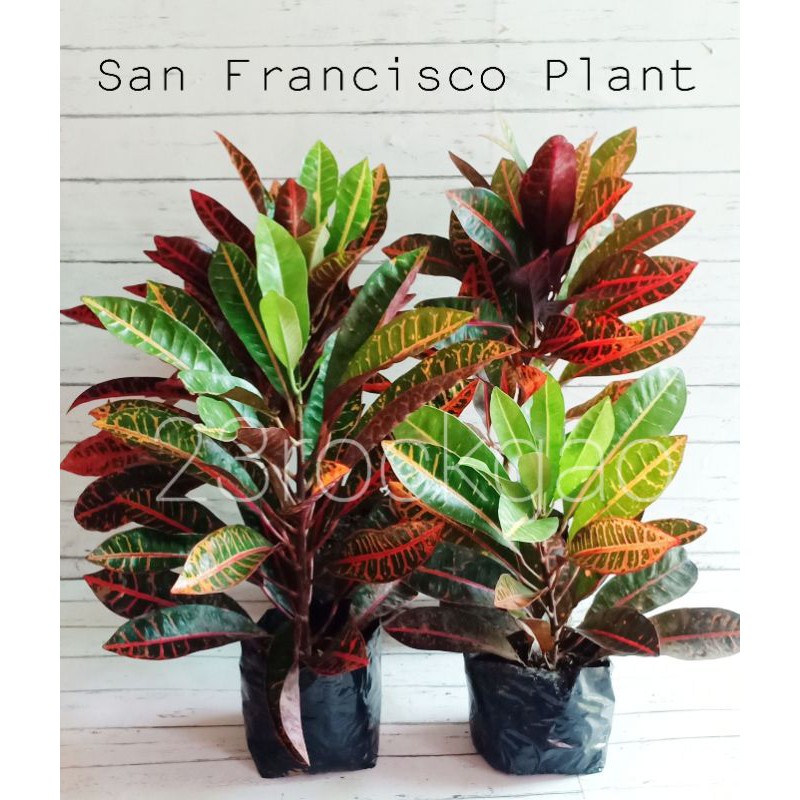 San Francisco/ Croton Plant (Live | Philippines