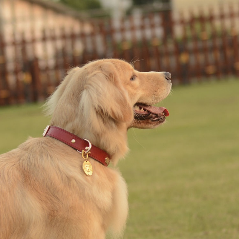 Are Collar Bells Bad Dog