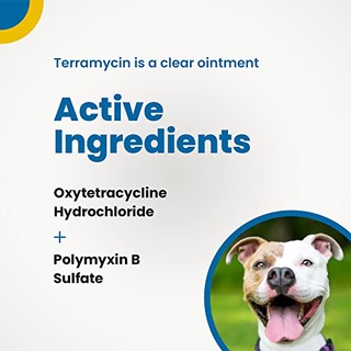 Terramycin Antibiotic Ointment for Eye Infection Treatment in Dogs, Cats, Cattle, Horses, and Sheep, #2