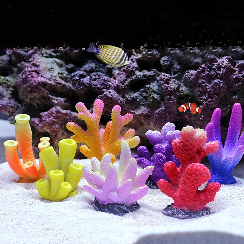 coral fish store near me