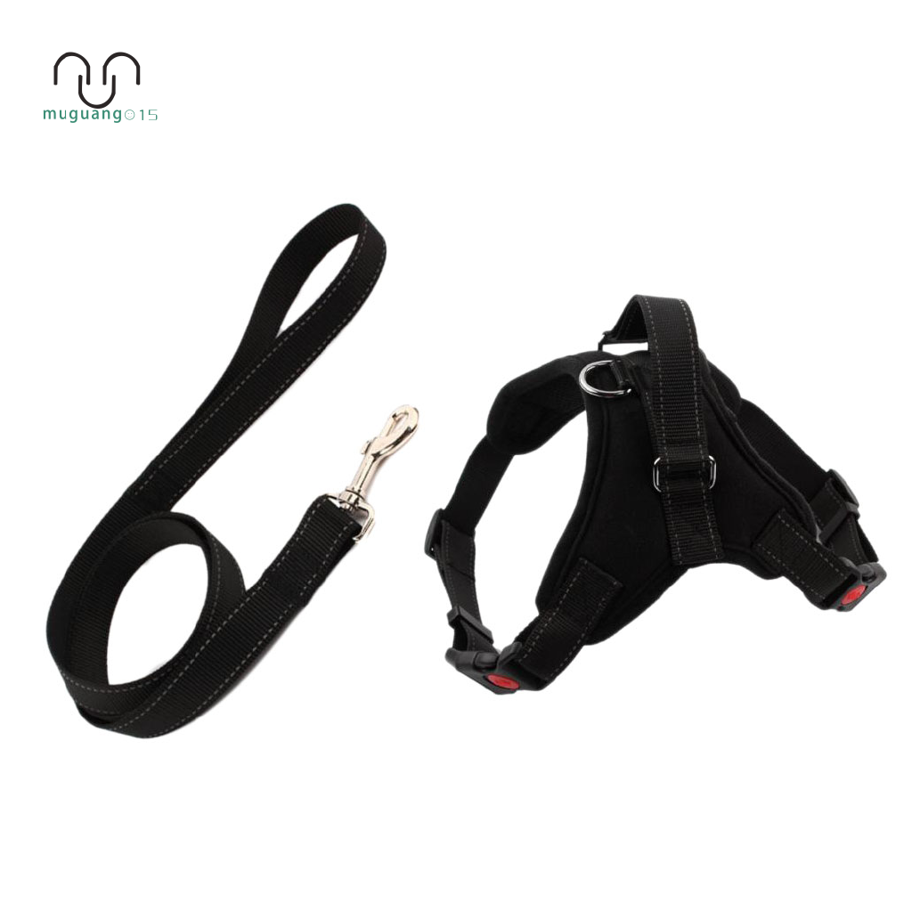 harness and leash