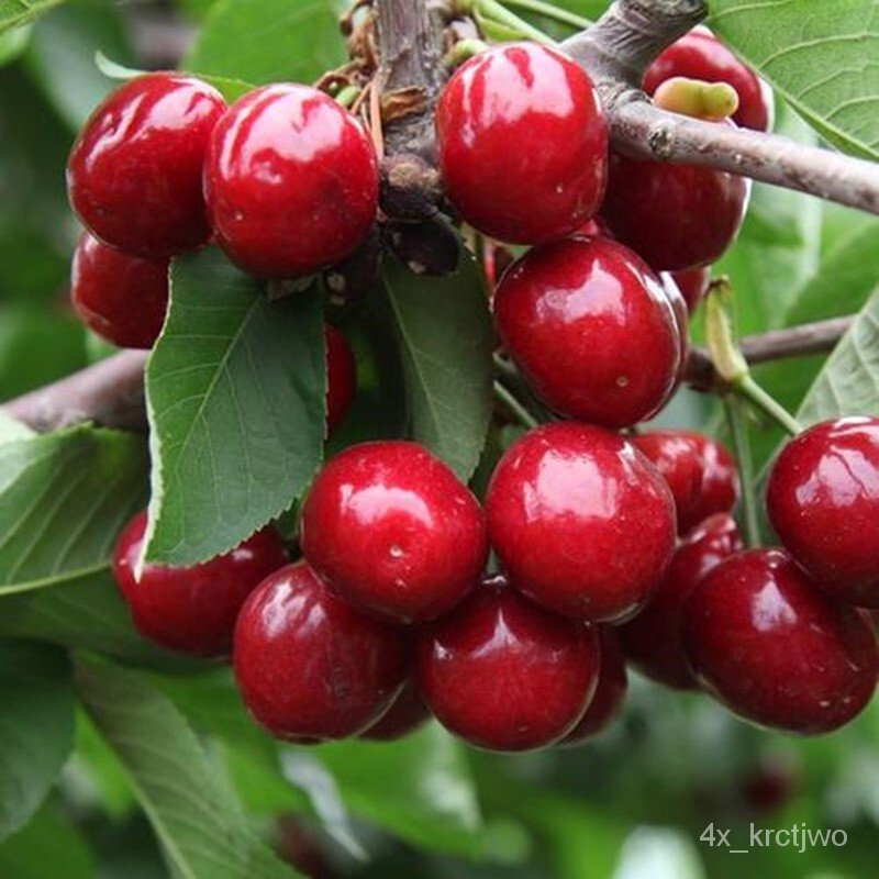 authentic-large-cherry-sapling-bear-fruit-in-current-year-dwarf-cherry