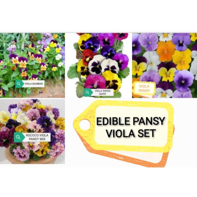 Edible pansy viola flower seeds set | Shopee Philippines