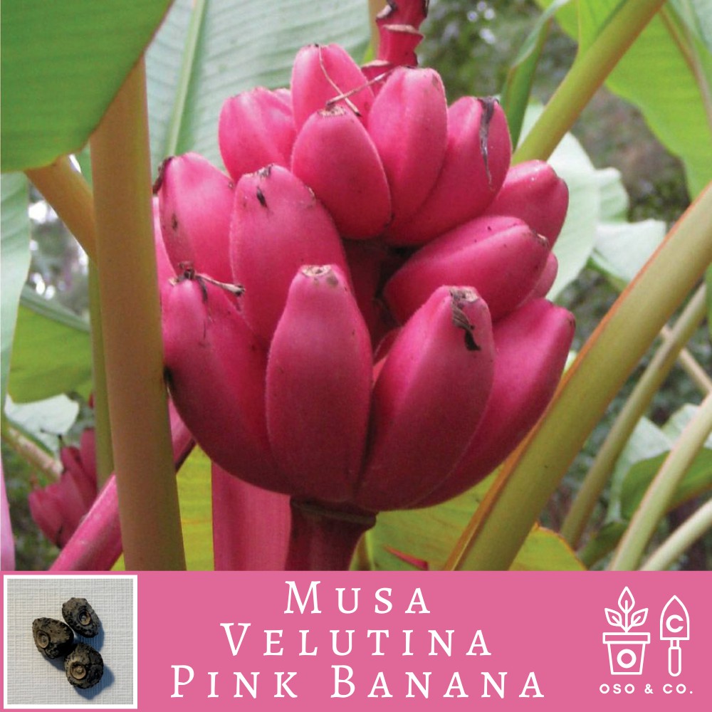 Edible Dwarf Pink Banana Musa velutina Fruit Seeds (Oso & Co. Heirloom