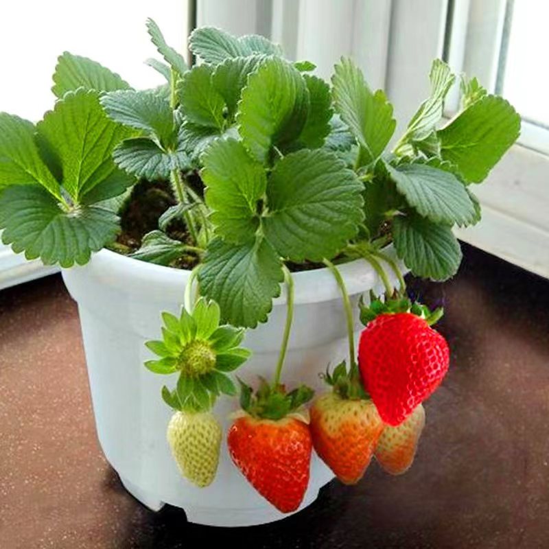 Cream strawberry seedlings potted with soil red face four seasons
