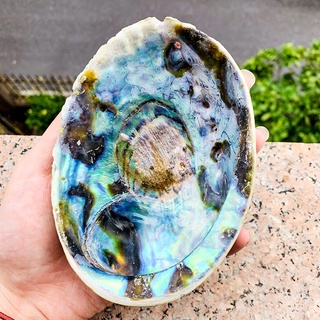 13-15CM Abalone Shell Natural Large Sea Shells Beach Decor Soap Dish Jewelry DIY Shell Nautical Home #4