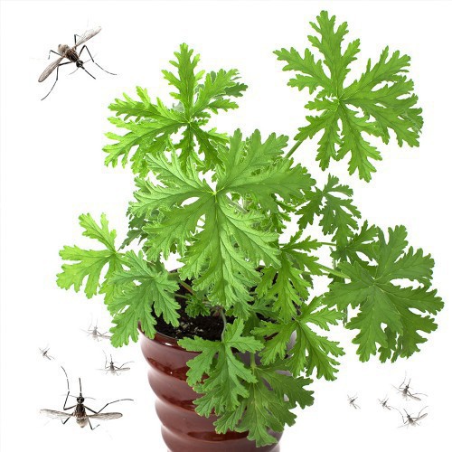 Aland 100Pcs Citronella Plant Seeds Mozzie Buster Mosquito Garden Decor Mosquito Seed 