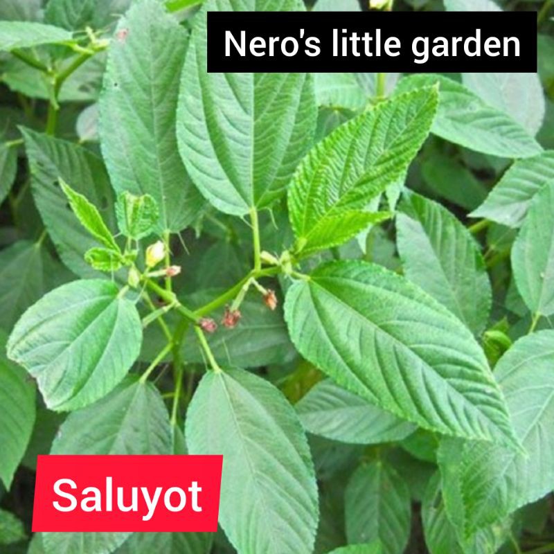 saluyot seed pack ( jute mallow 50 seeds) Shopee Philippines