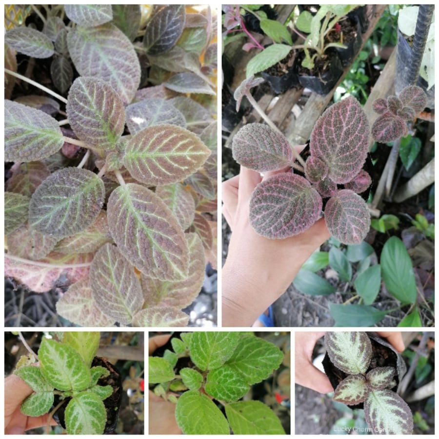 Episcia (shipped with roots and soil intact) Shopee Philippines