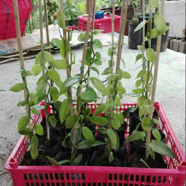 Vanilla Bean Plant Planifolia Shopee Philippines