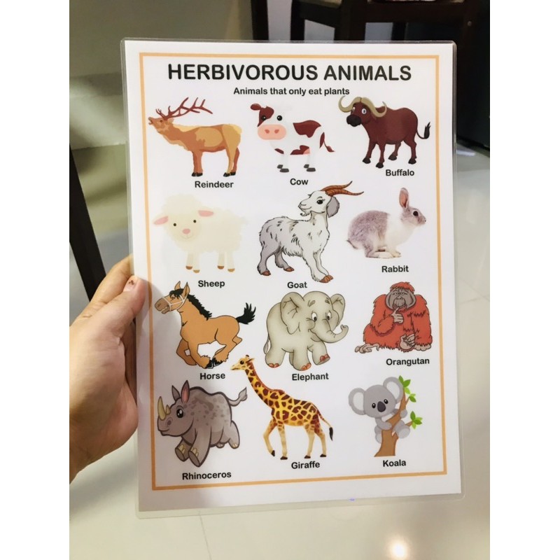 A4 Laminated Carnivore Herbivore Omnivore Animals Chart | Shopee Philippines