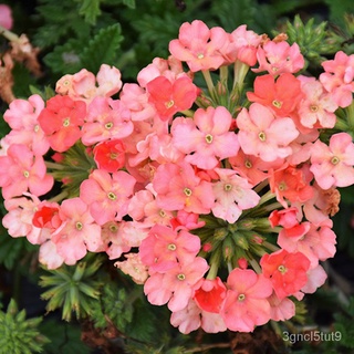 [Fast Delivery] High Quality Verbena Seeds for Sale Bonsai Potted Plant Seeds Gardening Seeds Easy t #7