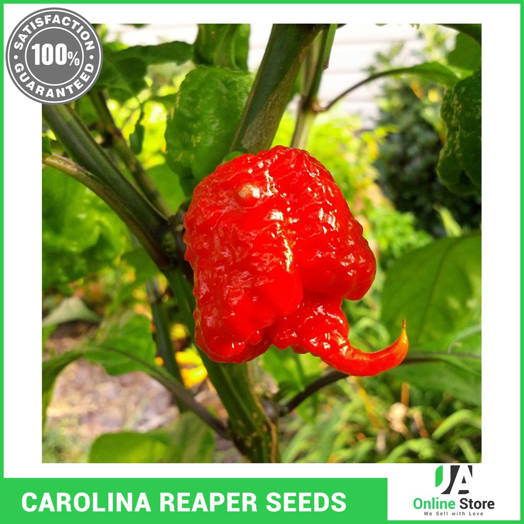 Premium Carolina Reaper Seeds (10 seeds) by J&A Online Store Shopee