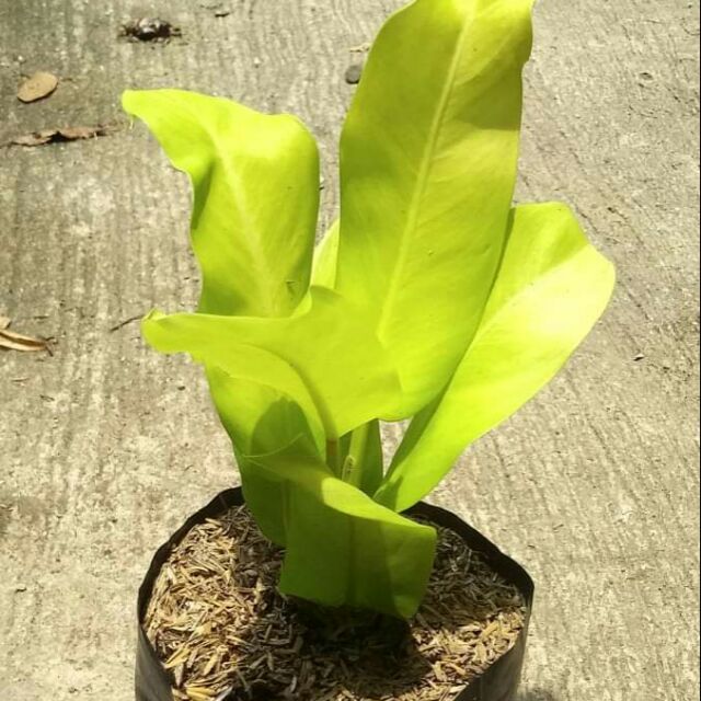 Philodendron Gold I Golden Orlando Shopee Philippines