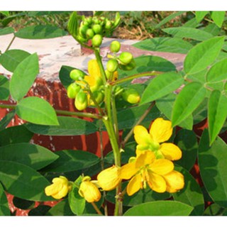 10pcs seeds of snake killing door, exotic flowers, insect repellent #2
