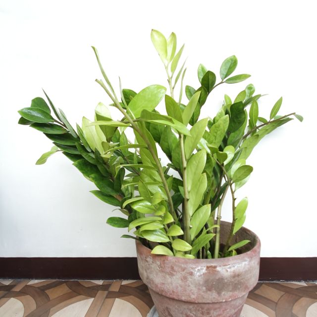 Zamioculcas Zamiifolia Zz Plant Or Zenzibar Gem Shopee Philippines