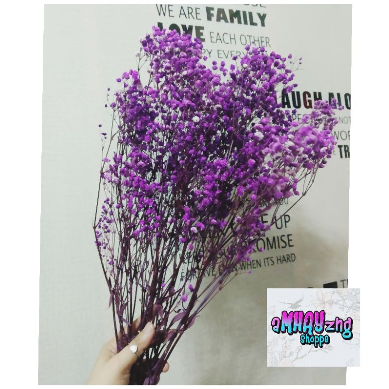 Dried Flower Gypsophilla Babys Breath | Shopee Philippines