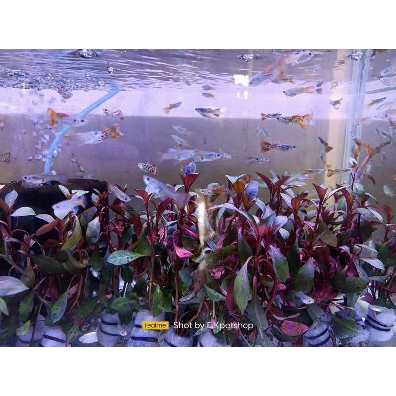AQUATIC LIVE PLANTS low tech #2