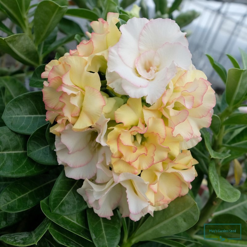 Double Color Yellow White Desert Rose Seeds Adenium Obesum Seeds