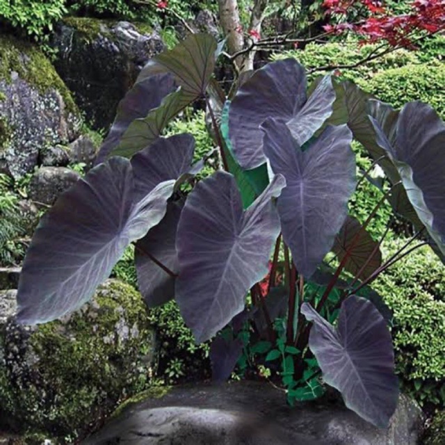 Colocasia black magic