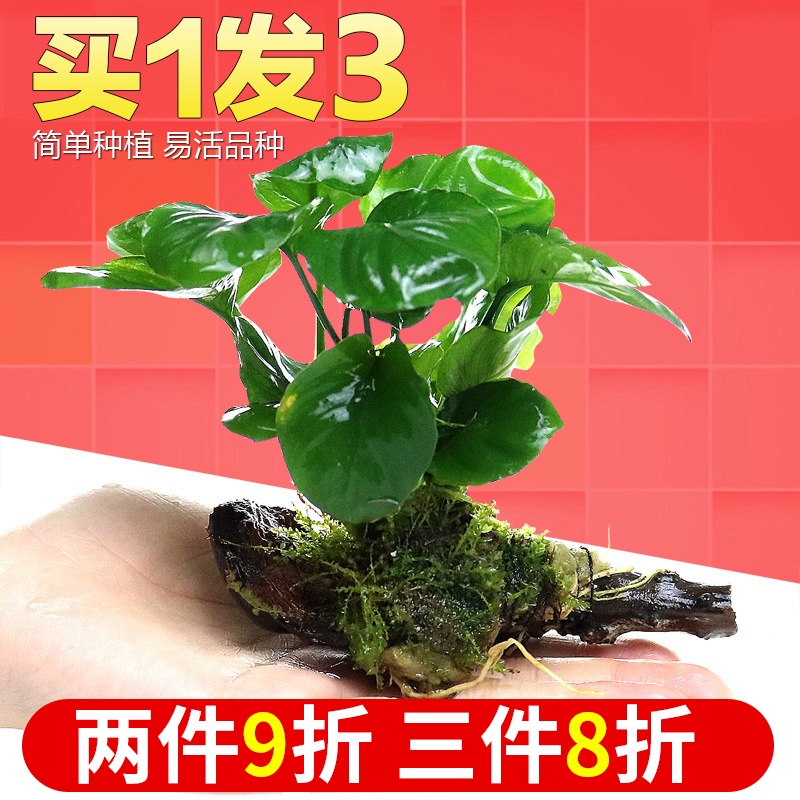 Fish Tank Landscaping Package Negative Ficus Submerged Wood Living Body