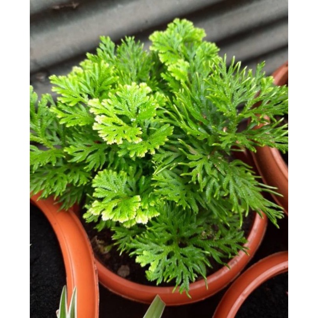 malbarosa PLANt with hanging net (Lushes leaves) Shopee Philippines