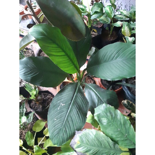 lush sensation plant Shopee Philippines
