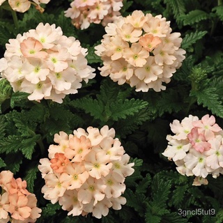 [Fast Delivery] High Quality Verbena Seeds for Sale Bonsai Potted Plant Seeds Gardening Seeds Easy t #1