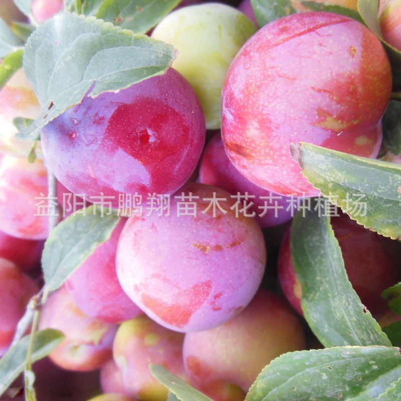 Hunan Fruit Nursery Stock Plum saplingRouge Li Miao Juicy Sweet Crisp