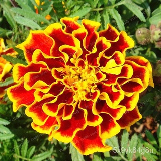 flower seeds Philippines Ready Stock 100 Pcs Seeds Yellow Orange Color Marigold Flower Seeds Bonsai  #6