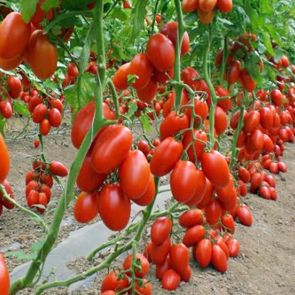 Tomato Seeds / Kamatis Seeds San Marzano Shopee