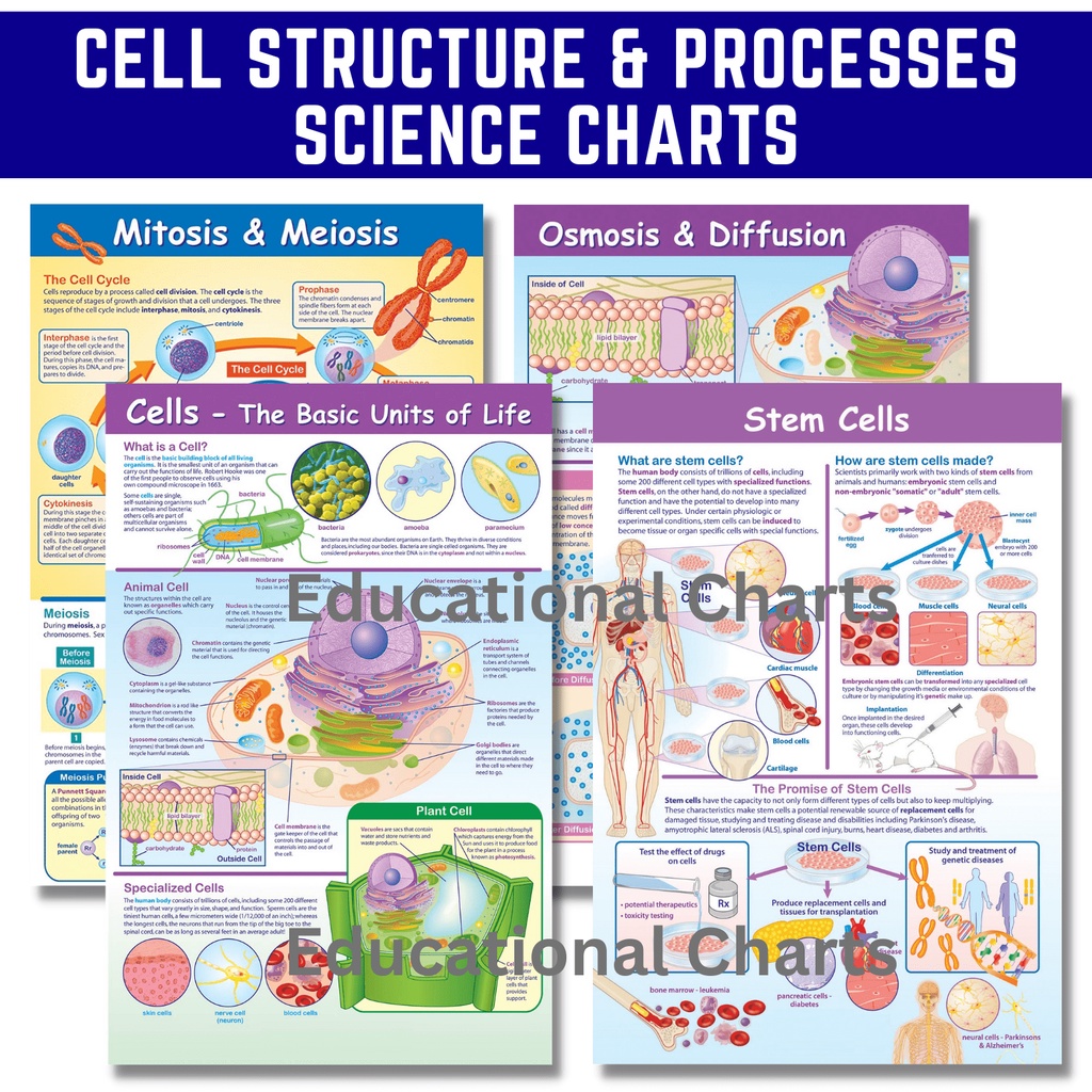 Cell Structure and Processes Science Charts Posters , Mitosis Meiosis ...